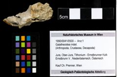 Foto (Objekt + Etiketten) von Galatheoidea indet. 